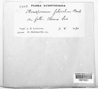 Acrospermum foliicola image